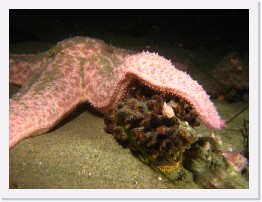 IMG_1802 * Short Spined Sea Star * 3264 x 2448 * (1.98MB)